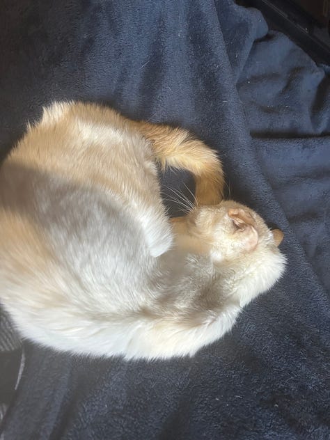 Nine images of Snow, a flame-point Siamese cat, resting in various cozy spots throughout her final year. Her expressions shift from serene to curious, capturing her enduring spirit and gentle presence.