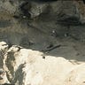 Anthropology.net