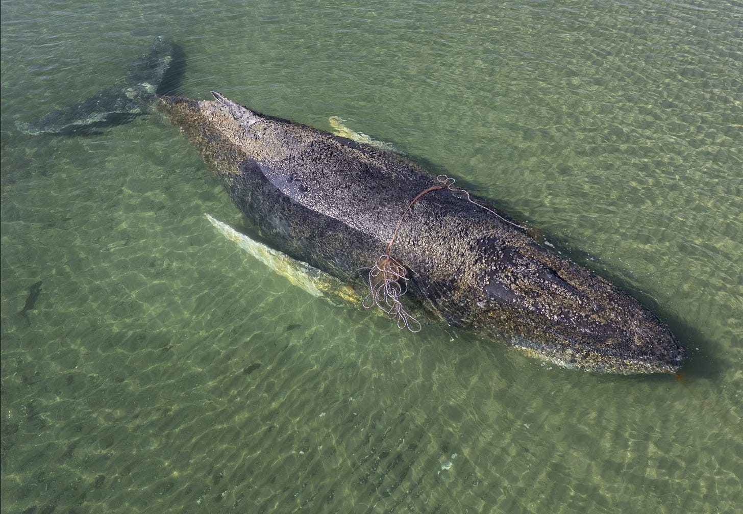 Who is Timmy the humpback whale in Germany? - Whale & Dolphin Conservation  USA
