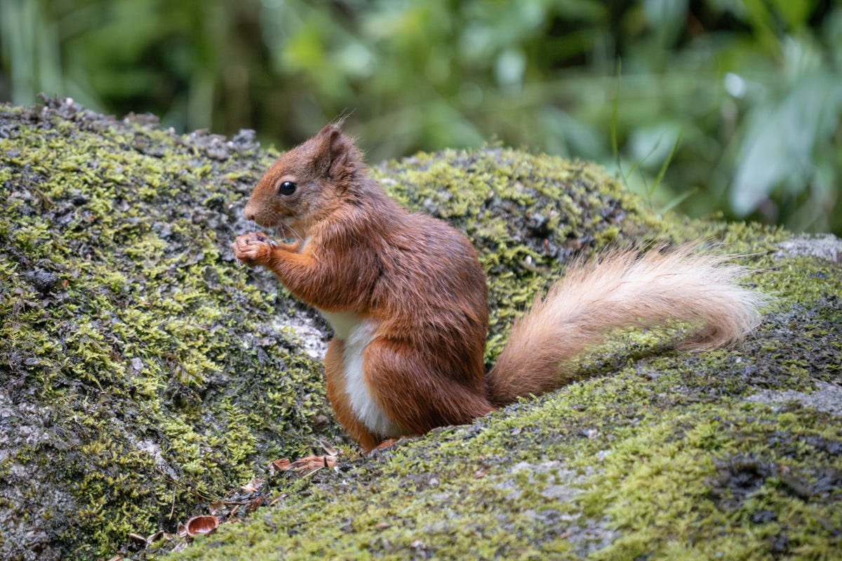 A small red squirrel with a white tummy and cute ear tufts eats a nut on a mossy rock.