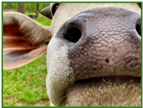 A close up of a bird

Description automatically generated with low confidence