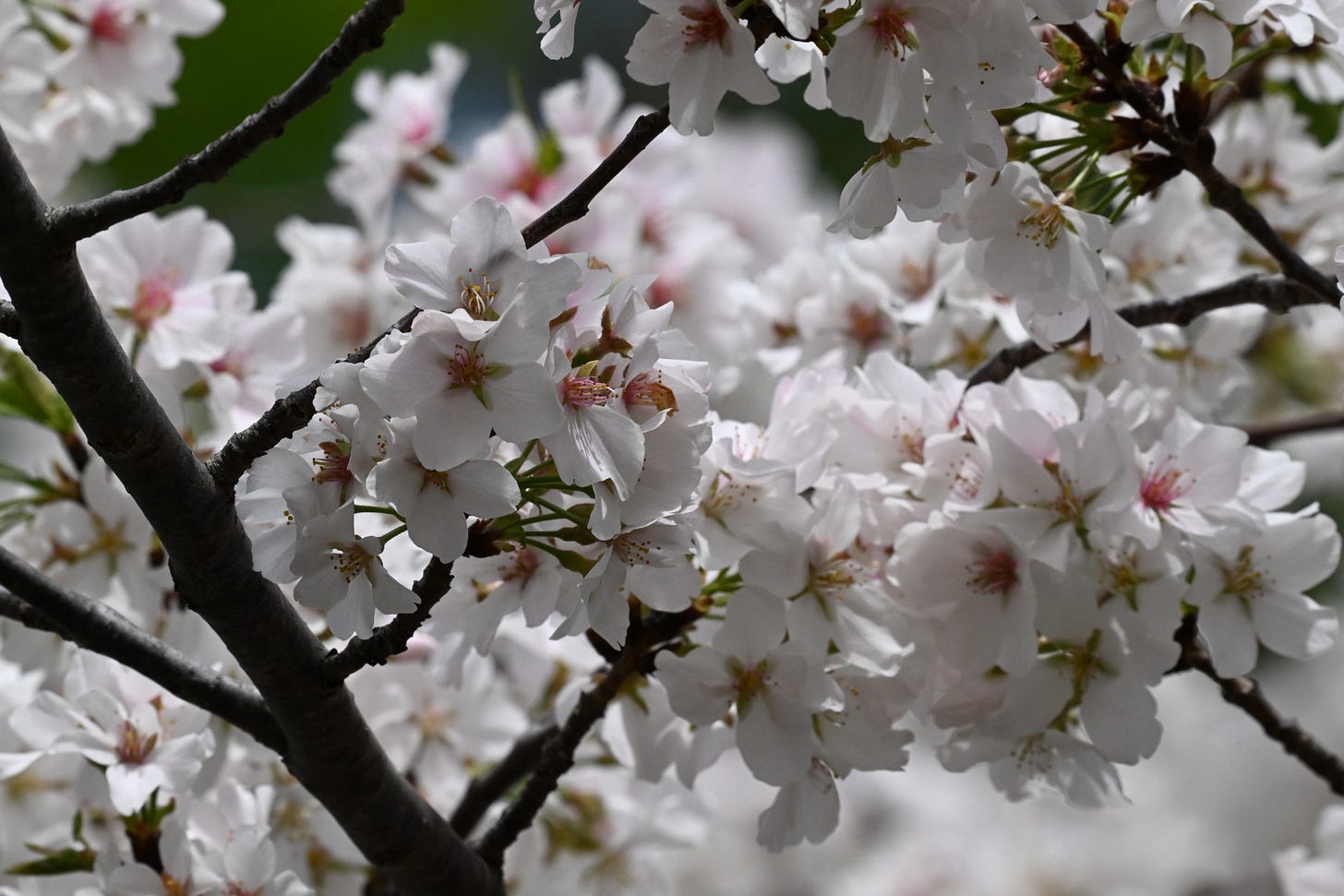Cherry blossoms up close