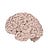 NeuralLit