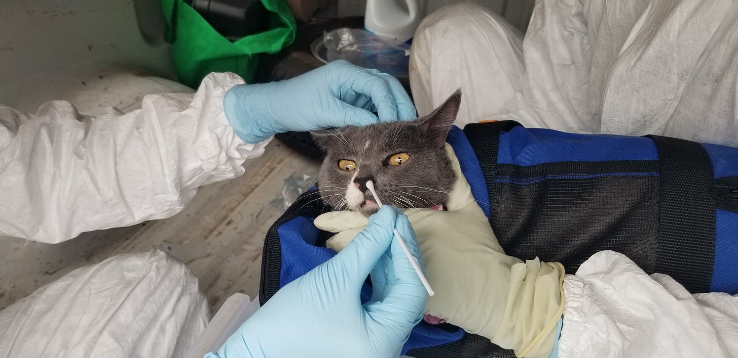 Texas A&M Research Project Identifies First COVID-19 Positive Cats In Texas  - Texas A&M Today