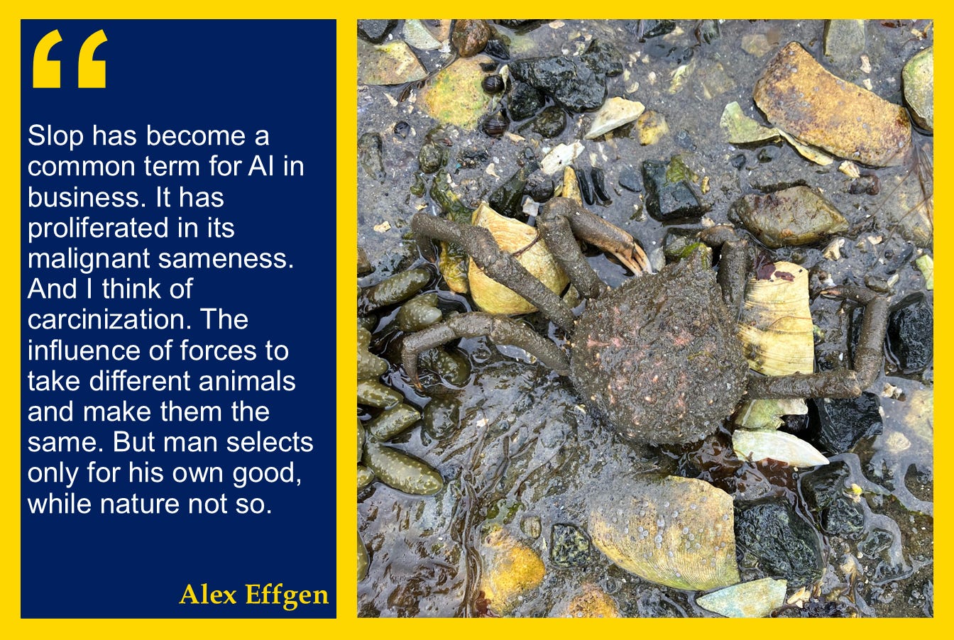 A photo of the remains of a crab on the beach, with this quote: "Slop has become a common term for AI in business. It has proliferated in its malignant sameness. And I think of carcinization. The influence of forces to take different animals and make them the same. But man selects only for his own good, while nature not so."