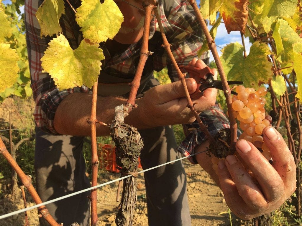 Damijan Podversic vineyards (Photo courtesy Damijan Podversic)