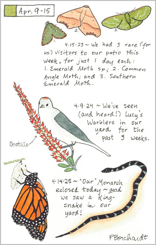 Perpetual Journal, week of Apr. 9-15: Monarch Butterfly and Kingsnake (2025); Lucy's Warbler on a Blooming Ocotillo (2024); Three Moths (2023)