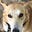 PhoenixDogLover's avatar
