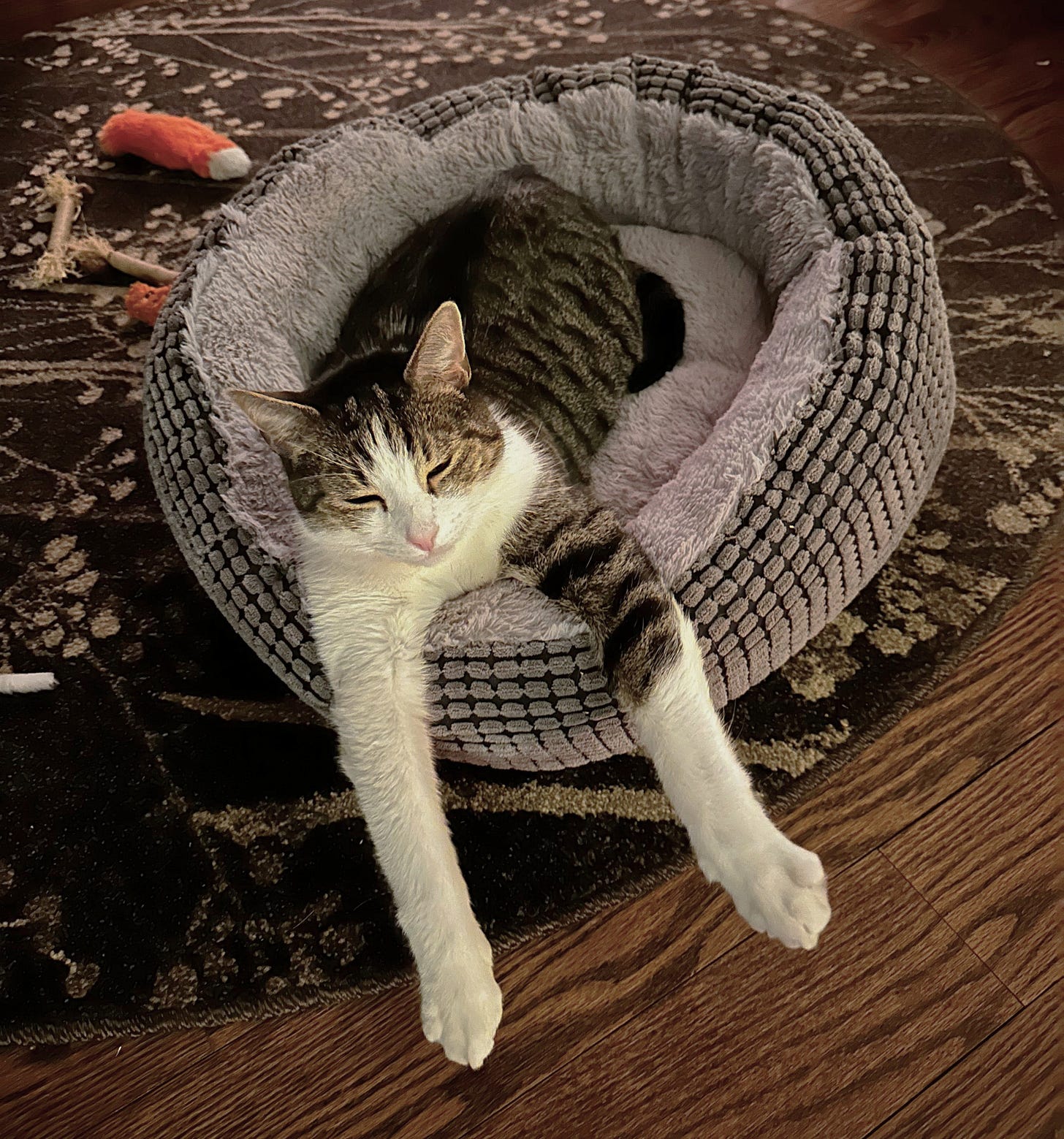 Fritz is lying eyes closed in a cat bed on the floor, both arms sticking straight out in the air. Fritz’s left front leg is striped tabby fur down to the elbow, all other legs are white.