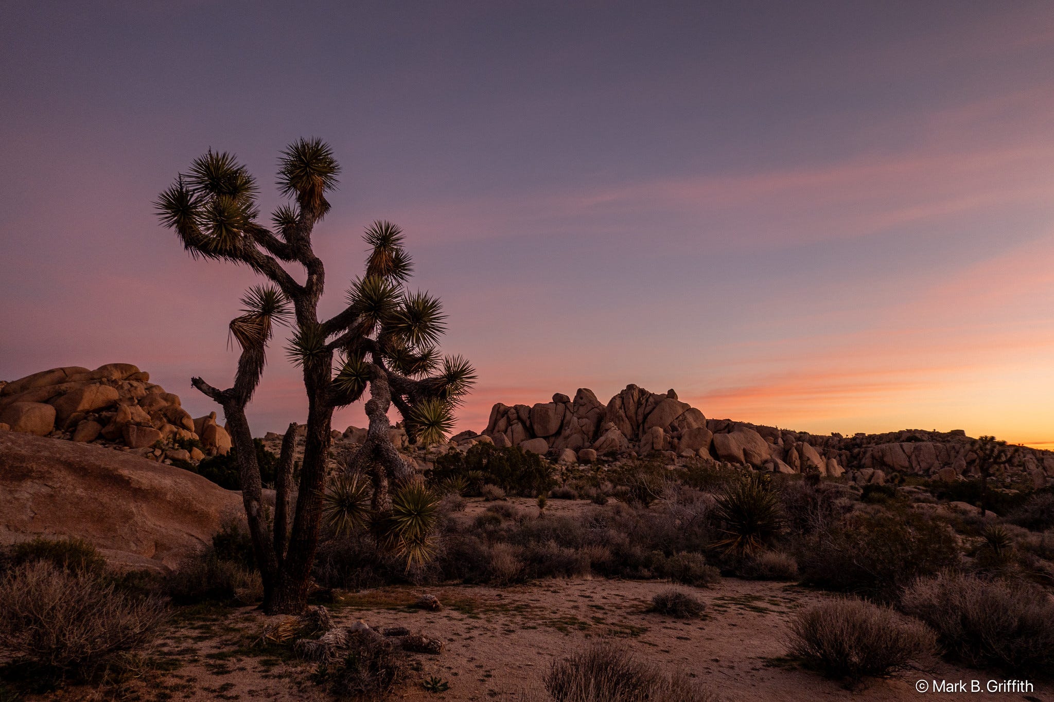 Joshua Tree