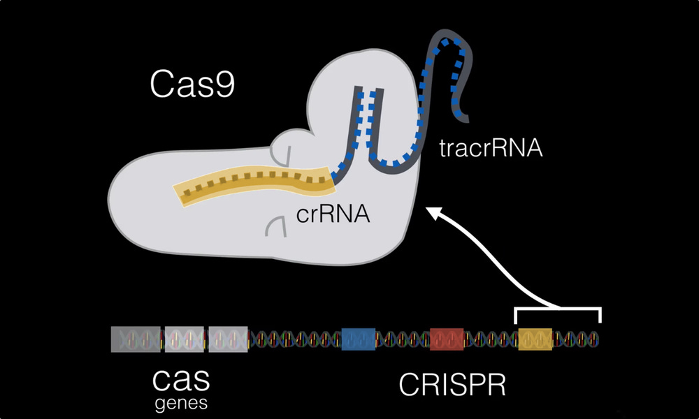 Team:ASIJ Tokyo/CRISPR - 2018.igem.org