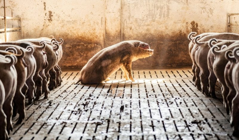 Are There Vaccines in our Food Supply?