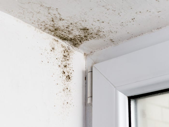 How to Tell If There's Mold in Your House