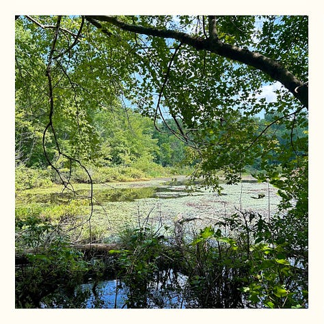 Three images show additional sites to visit while at Mammoth Cave. The first image features a black-top paved trail and a wooden sign indicating the Old Guide's Cemetery is ahead. The second image shows the murky Green River, with the park's ferry centered and ready to accept travelers. The final image is of Sloan's Crossing Pond, which is somewhat swampy; a tree branch frames the image.