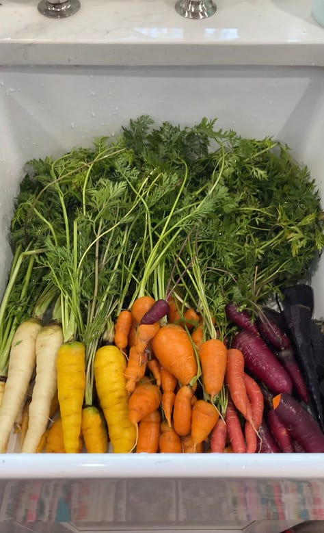 Three photos: a yellow squash, a rainbow array of carrots from yellow to purpose, and a purple sunflower.