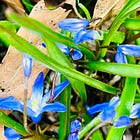 Spring's Unfolding