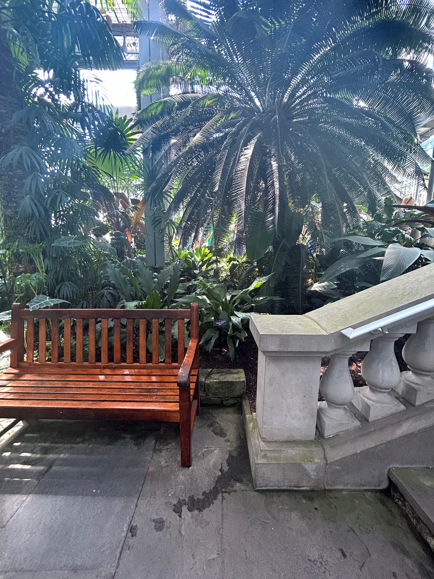 a bench in a greenhouse garden, next to a concrete staircase and large palms