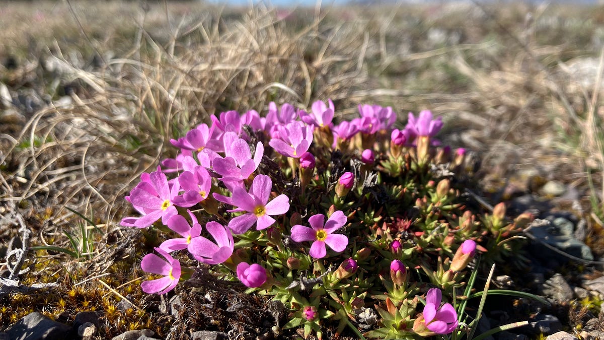 Montana Wildflower of the Day | Number Two: Rocky Mountain Douglasia