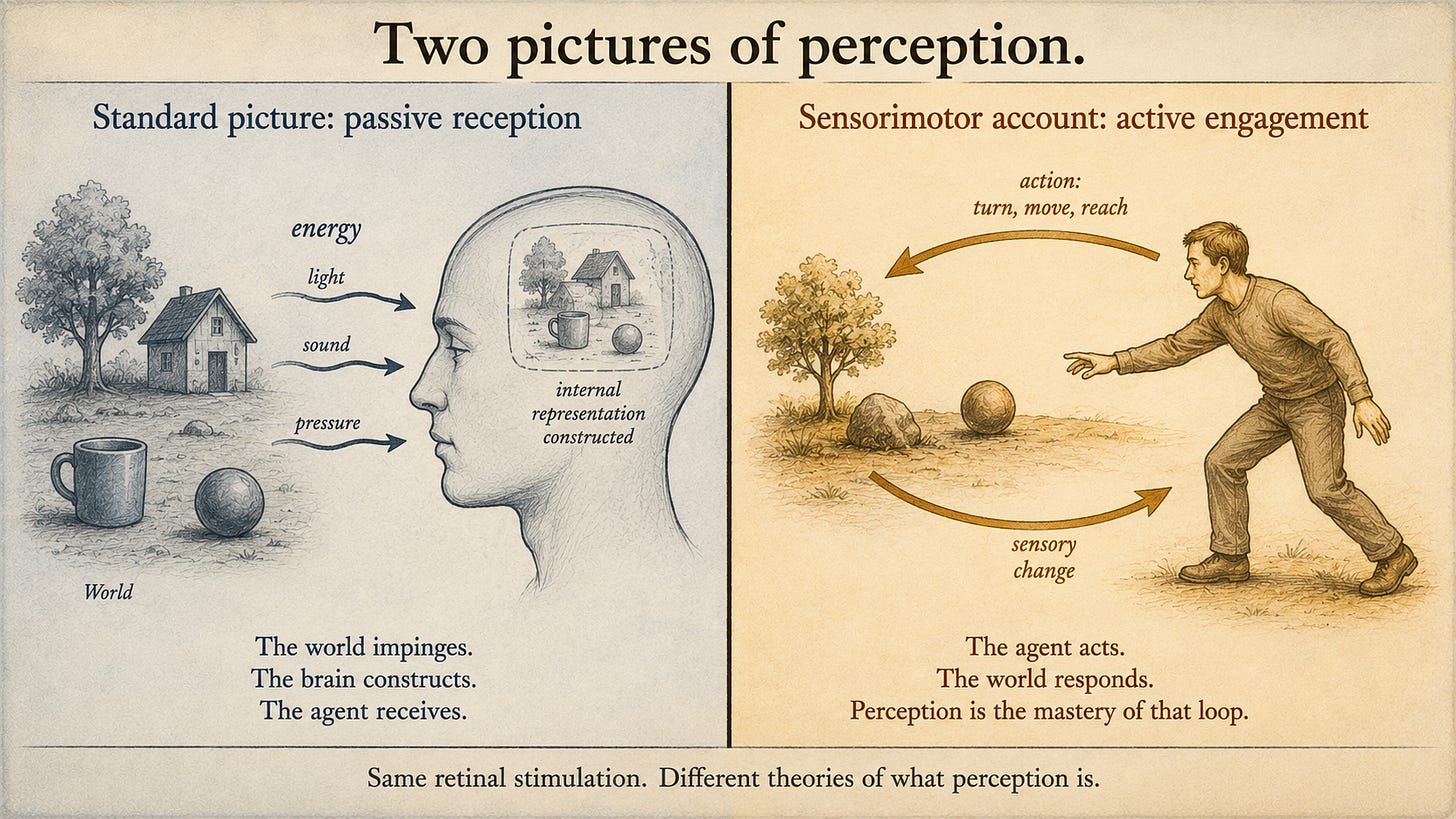 A single schematic diagram split into two halves by a thick vertical line. Left half ("Standard picture: passive reception") in cool gray-blue tones: a small scene of objects on the left edge with arrows of light, sound, and pressure flowing into a stylized human head on the right, inside which a faded internal screen is assembling a small picture of the world; caption "the world impinges, the brain constructs, the agent receives." Right half ("Sensorimotor account: active engagement") in warm amber tones: a stylized human figure in profile, body engaged, with arrows going both outward (action — turn, move, reach) and inward (sensory change), connected to a small environment in a closed loop; caption "the agent acts, the world responds, perception is the mastery of that loop."