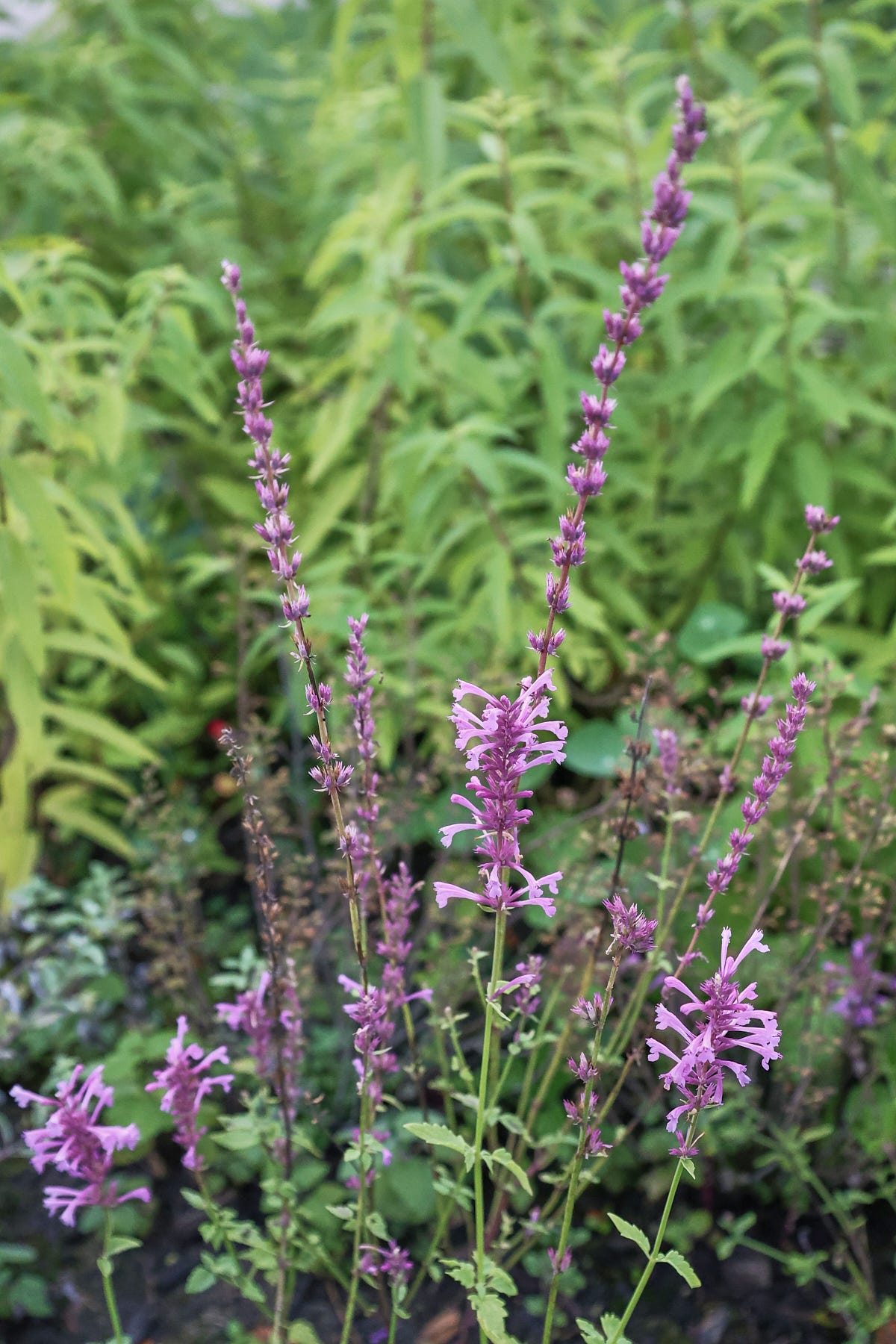 rose mint agastache plants rose mint agastache plants