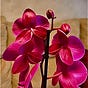 Orquídea  Red's avatar
