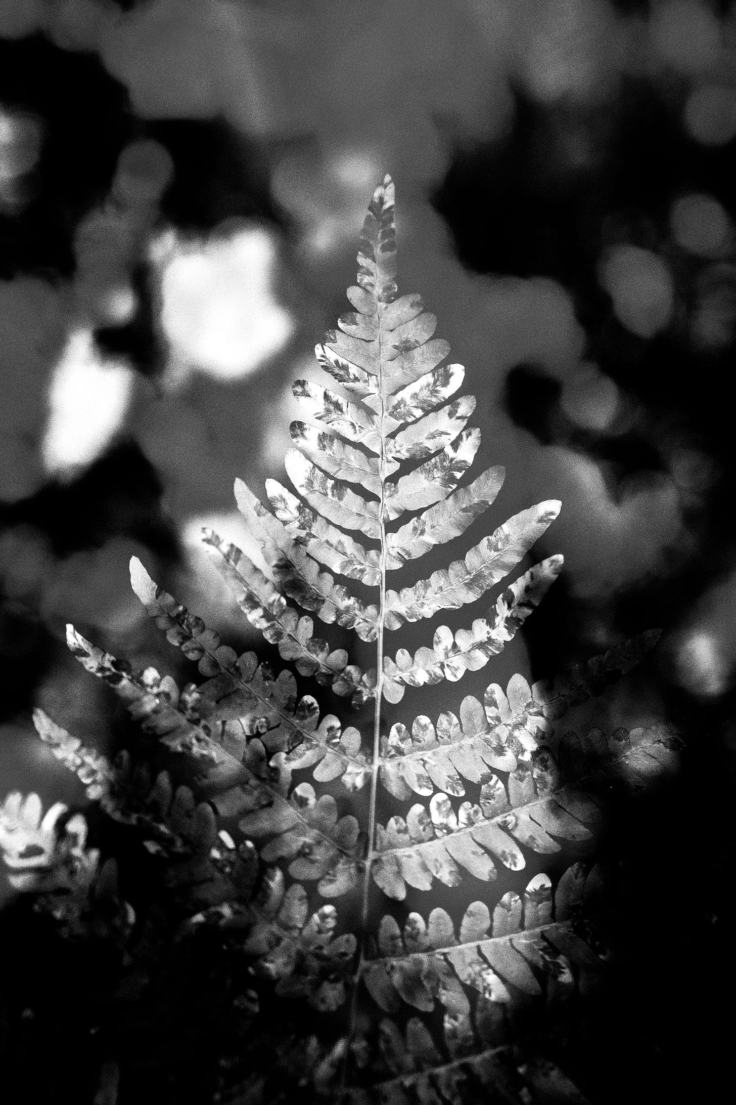 Fern
