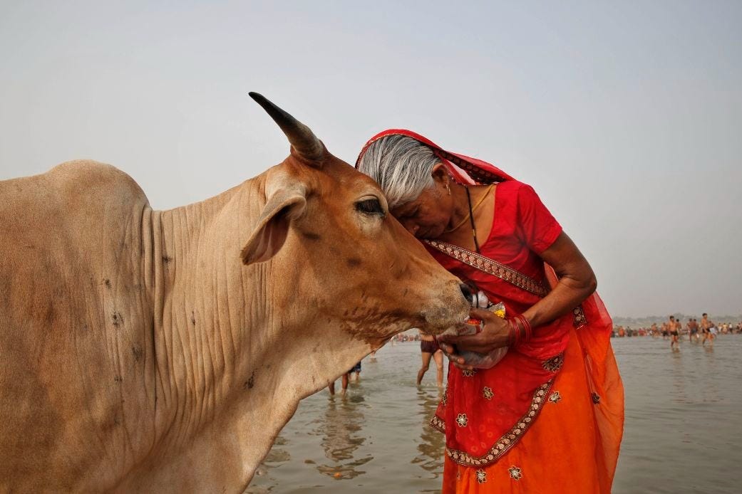 A woman worships a cow as Indian Hindus offer prayers to the River Ganges, holy to them during the Ganga Dussehra festival in Allahabad, India, on June 8, 2014. A woman worships a cow as Indian Hindus offer prayers to the River Ganges, holy to them during the Ganga Dussehra festival in Allahabad, India, on June 8, 2014.