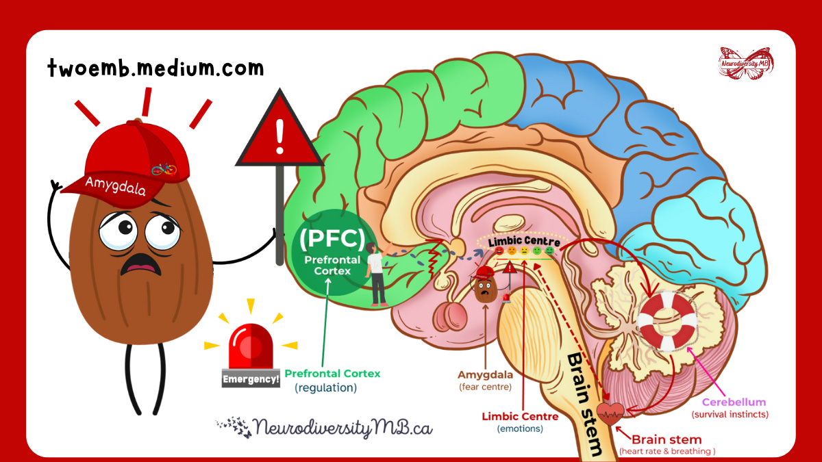 Hand Brain Visual Dr. Siegel’s Hand Model of the Brain - by Jillian Enright