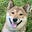 Dominoodle's avatar