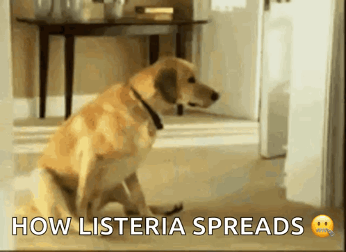 a dog is sitting on the floor with the words " how listeria spreads " on the bottom a dog is sitting on the floor with the words " how listeria spreads " on the bottom