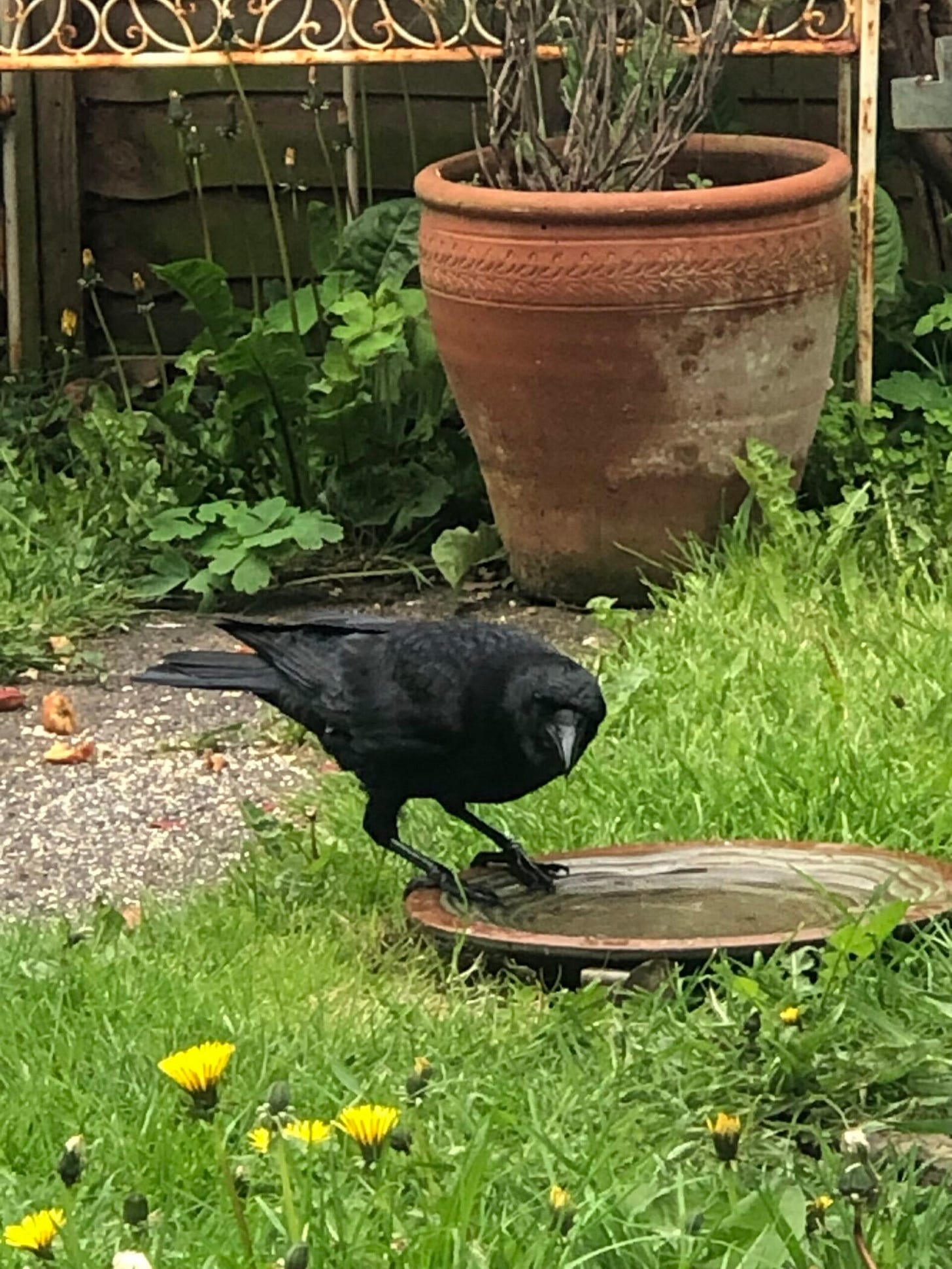 sally rogers bird bath