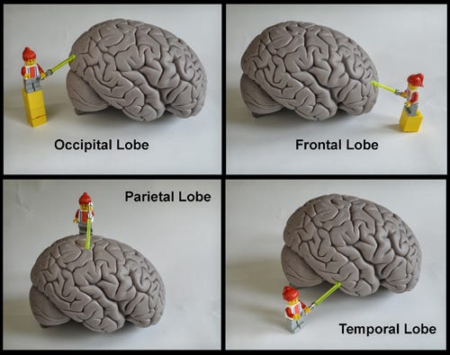 Lobes of the brain Lobes of the brain