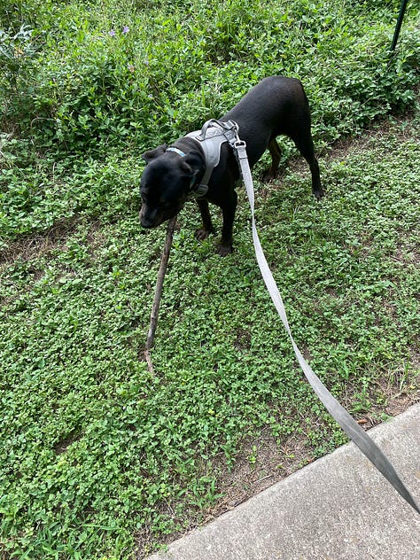 LEFT: Lola on leash standing amid ground cover with a long stick pointing forward from the corner of her mouth. CENTER: Lola passed out on her side on the floor with her favorite yellow blanket. RIGHT: Lola on leach rolling on her side under a chair in the front yard.