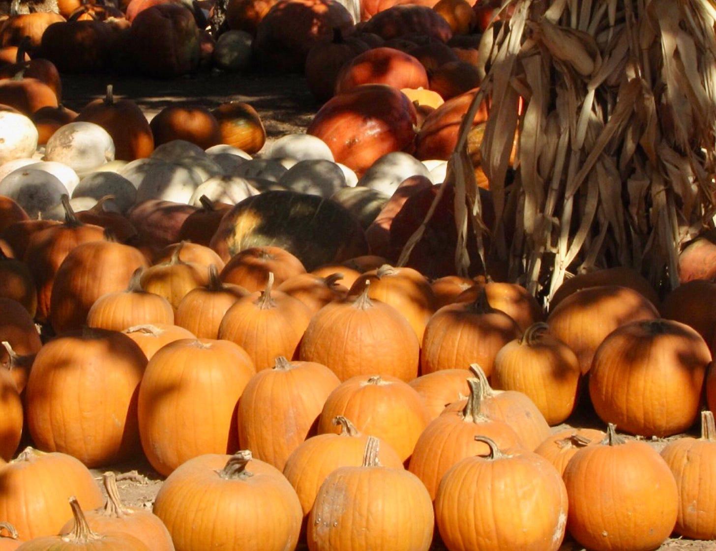 Pumpkin Patch. Photo copyrighted by Mark Tulin.