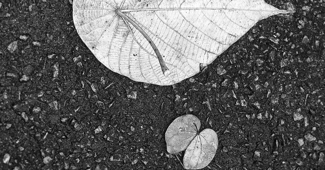 a fallen leaf on the ground next to a pair of shoes a fallen leaf on the ground next to a pair of shoes