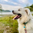 Estate Sale to Raise Funds for the SPCA