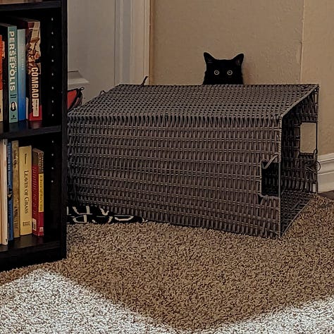My black cat Chianti hiding behind a laundry hamper, messing up our toilet paper, and hiding such that we can only see her spooky eyes.