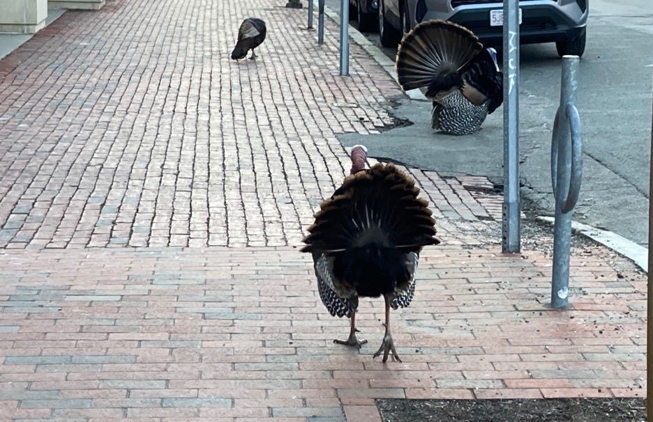 Gratitude and the Short Walk