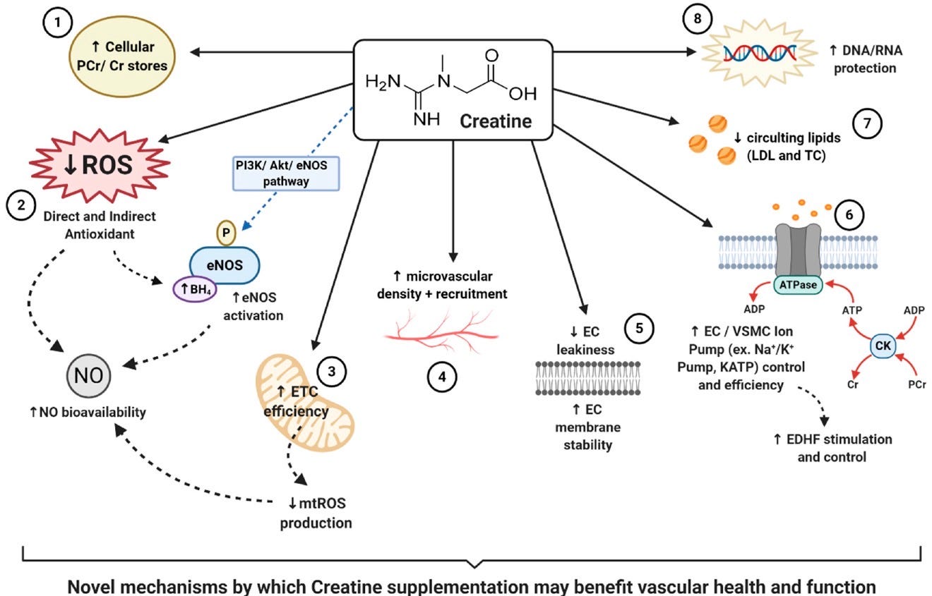 Creatine: The Supplement Nearly Everyone Can Benefit From