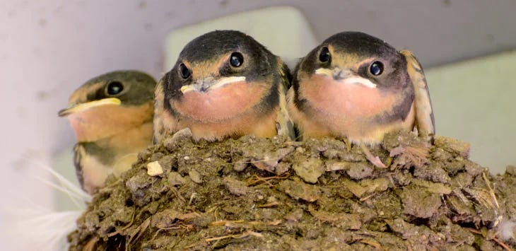 It’s Nesting Season in Paris: Prepare for Chaos