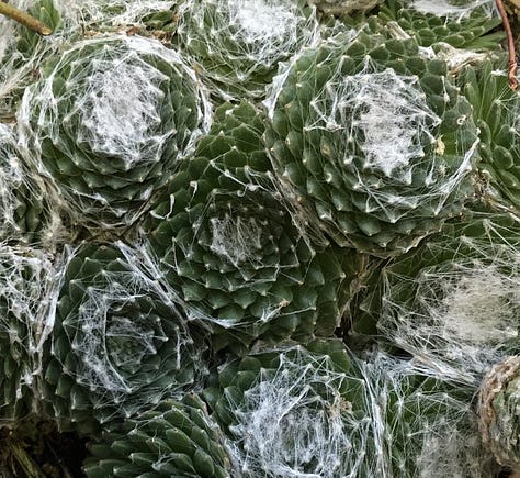 A selection of alpine plants