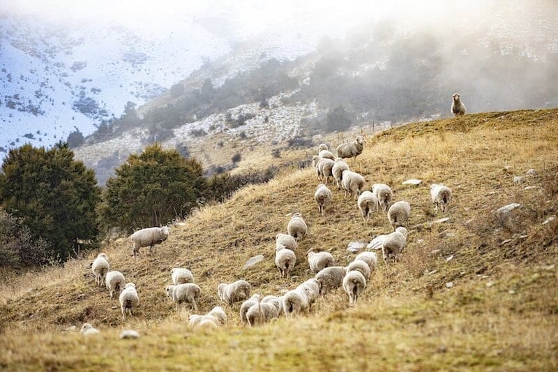 Lake Hawea Station is New Zealand's first certified carbon-zero farm Lake Hawea Station is New Zealand's first certified carbon-zero farm