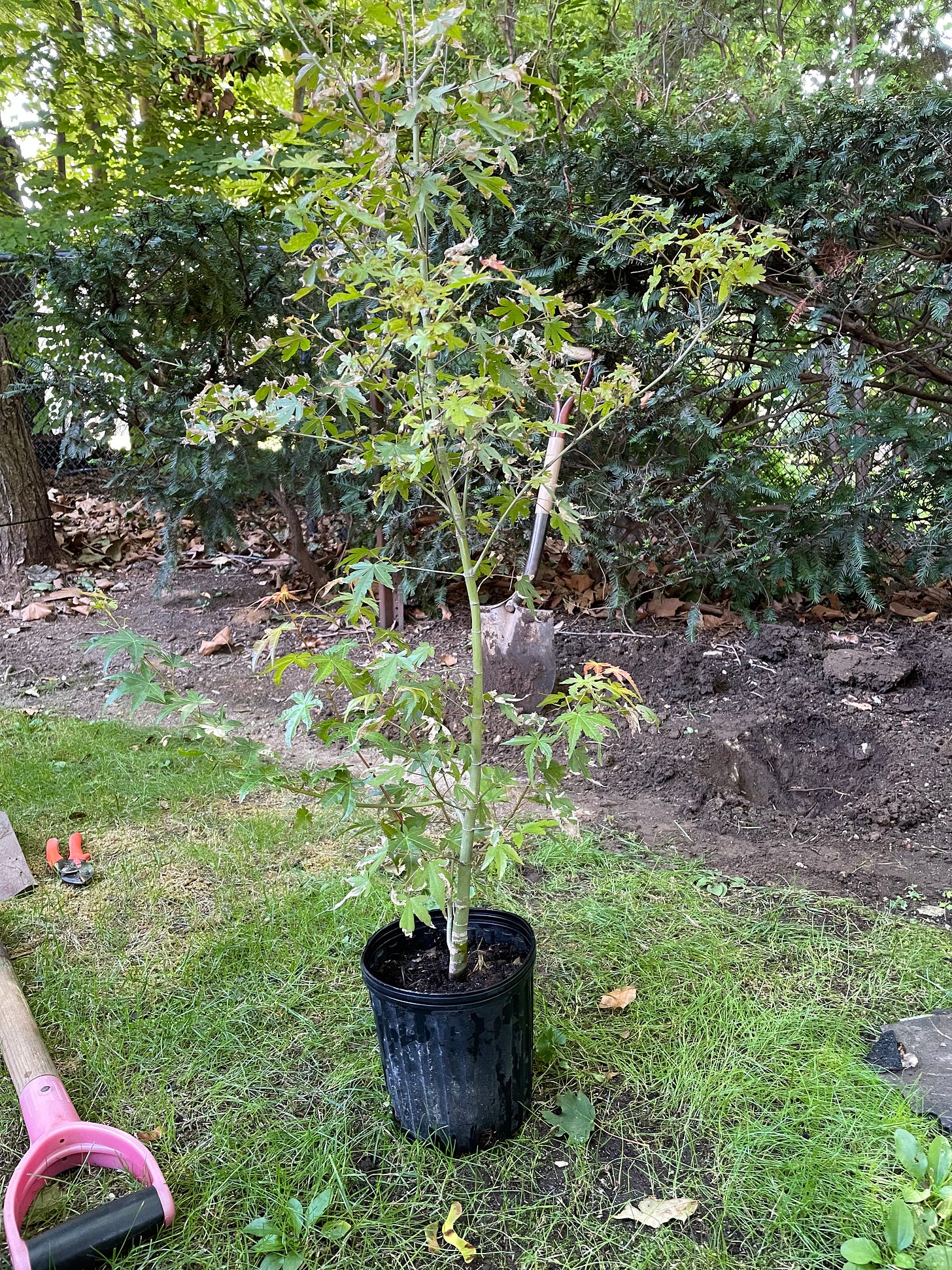 Image description: Photo of Japanese maple tree in a nursery pot in my dad's backyard. End image description.