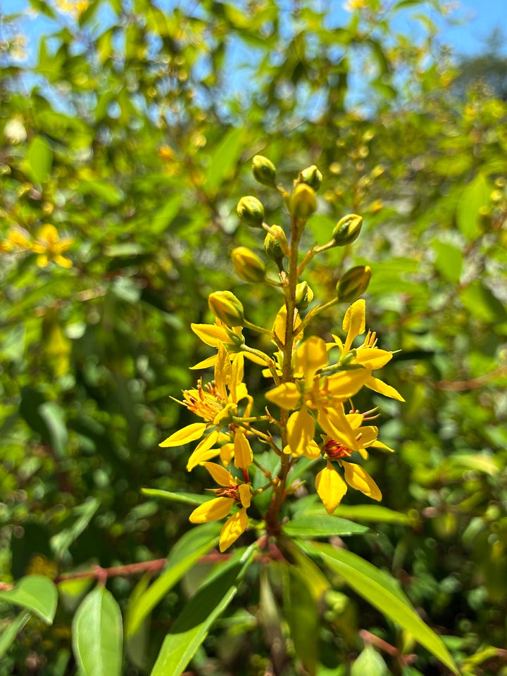 Current blooms in the Florida-Friendly Landscaping demo garden includes red-pink drift rose blooms, lavender flowers of chastetree, yellow blooms of thryallis, and pink flowers of pentas. 