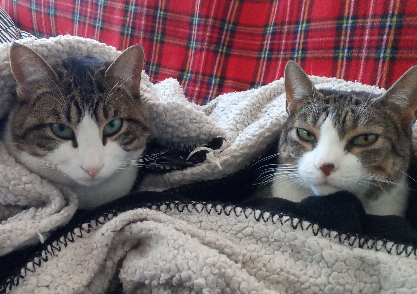 Tupi and Dotta, two tabby cats, are cozily wrapped in a soft fleece blanket. Tupi, on the right, has a distinctive dark spot on their nose and a relaxed, slightly skeptical expression. Dotta, on the left, has striking green eyes and a more alert, calm gaze. Tupi and Dotta, two tabby cats, are cozily wrapped in a soft fleece blanket. Tupi, on the right, has a distinctive dark spot on their nose and a relaxed, slightly skeptical expression. Dotta, on the left, has striking green eyes and a more alert, calm gaze.