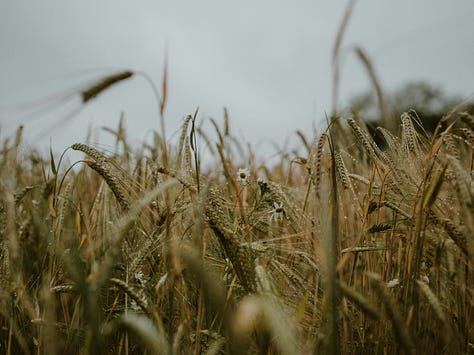 Images of nature including fungi, lichen, spiders' webs, feet in grass, candles and berries