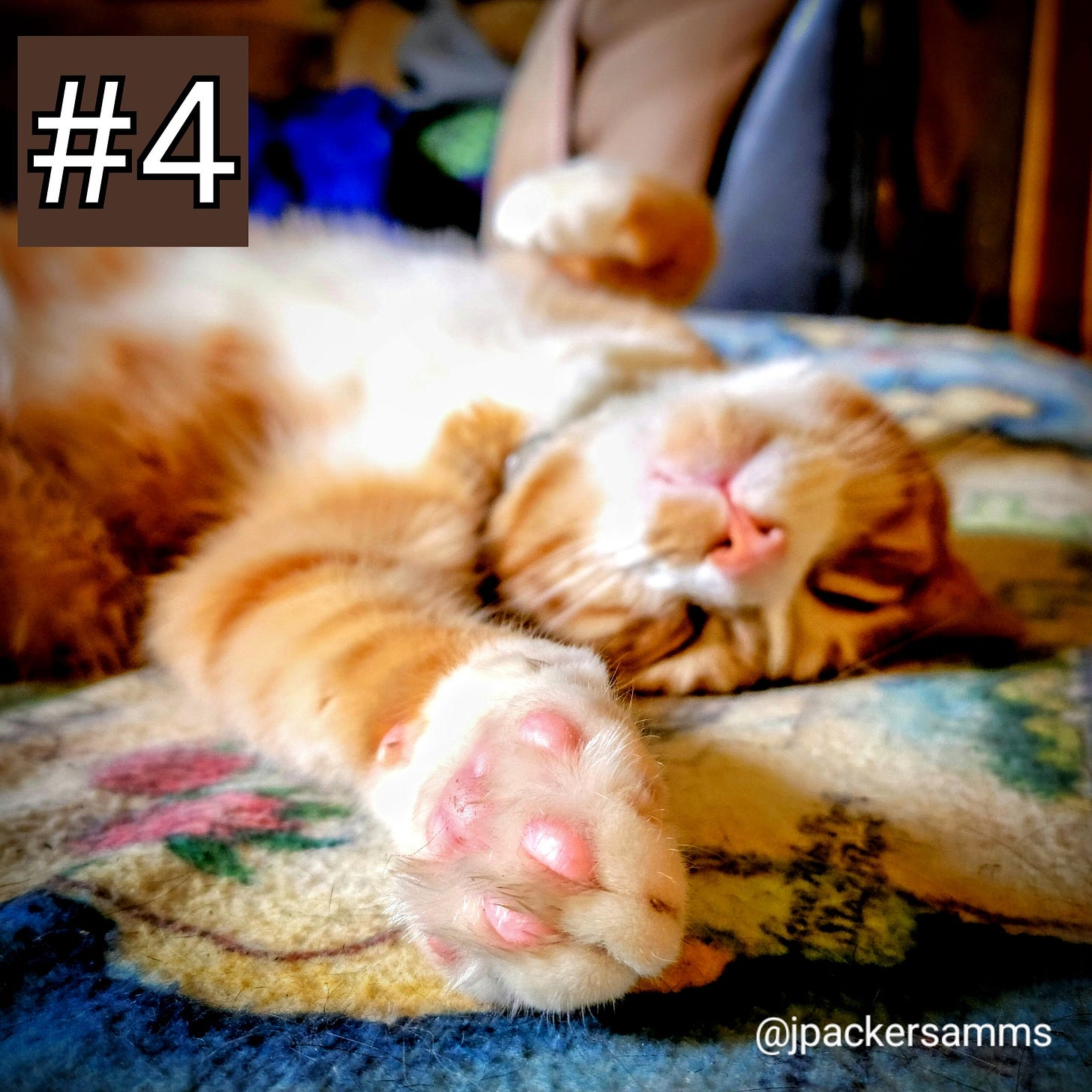 An orange tabby with pink toe beans