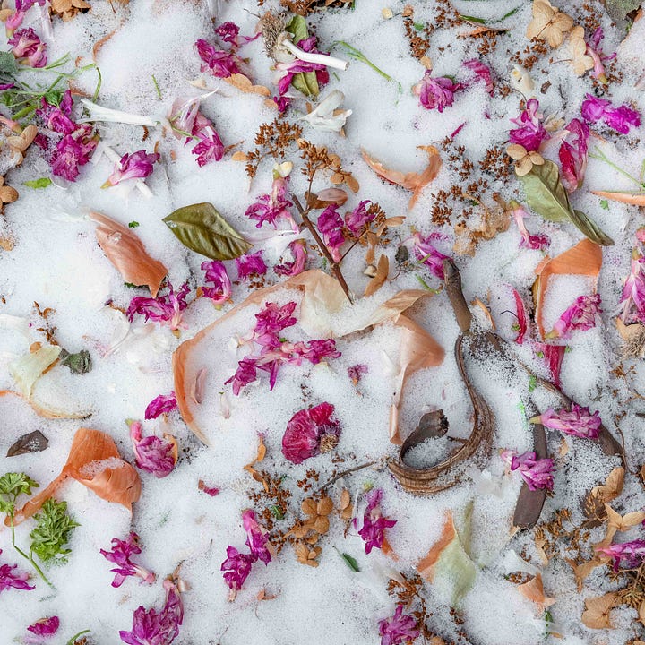 Two square photographs of pink flowers. On the left on brown flower petals; On the right, on snow.