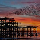 What Birds Know That We Don't