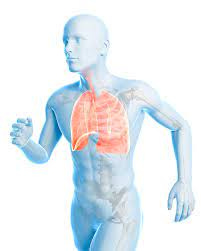 Runner Lung by Science Photo Library